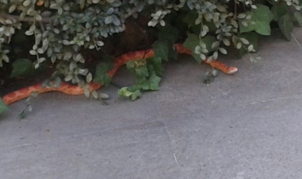 La Policía Local de Majadahonda recupera una serpiente tropical
