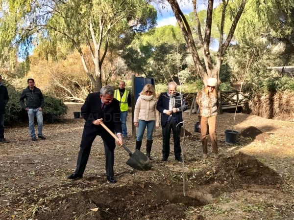 Plantación de olmos libres de grafiosis para regenerar el Arroyo de Valgrande.