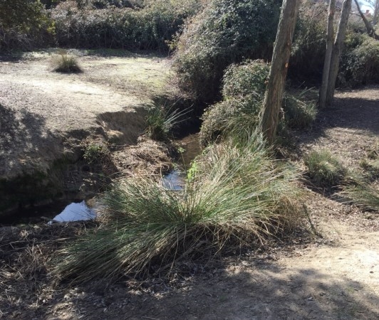 Se ha iniciado la limpieza selectiva del Arroyo de Valgrande.