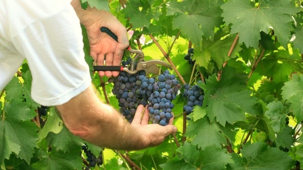 Se incrementa en un 10 % la producción máxima de la vendimia 2018 para Vinos de Madrid