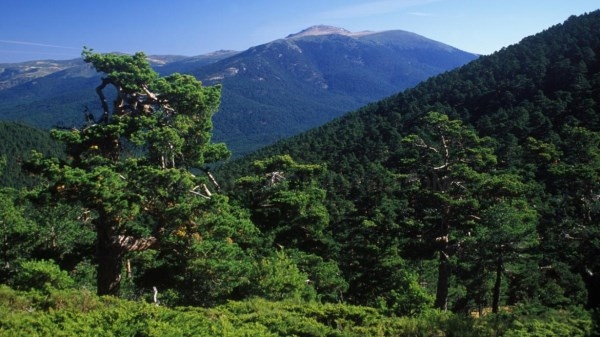 Madrid y Castilla y León ultiman un plan para el futuro del Parque de la Sierra de Guadarrama.
