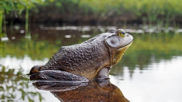 Agentes Forestales realizan acciones preventivas y de control de la actividad de pesca en sus ríos y embalses, para garantizar las condiciones óptimas