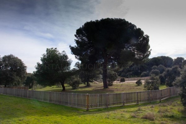 La procesionaria retrocede en el Monte del Pilar con tratamientos más respetuosos con el medio ambiente.