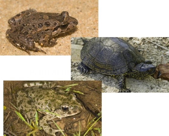La Comunidad de Madrid detecta nueve puntos nuevos de reproducción de anfibios y reptiles en el Parque del Sureste