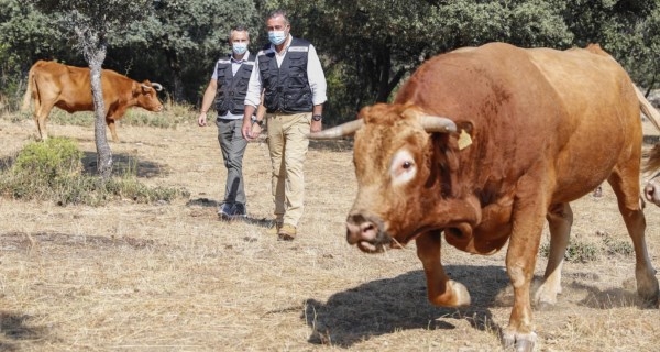 Promovemos el pastoreo controlado como medio para prevenir los incendios forestales