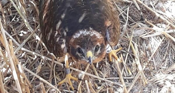 Los agentes forestales de la región colaboran en la conservación de fauna agrícola amenazada