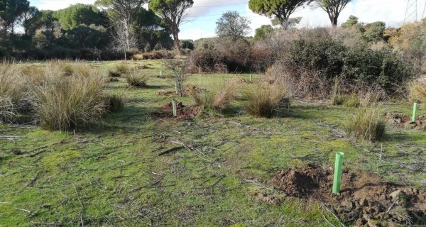 Reforestamos más de 16 hectáreas del Parque Regional de la Cuenca Alta del Manzanares