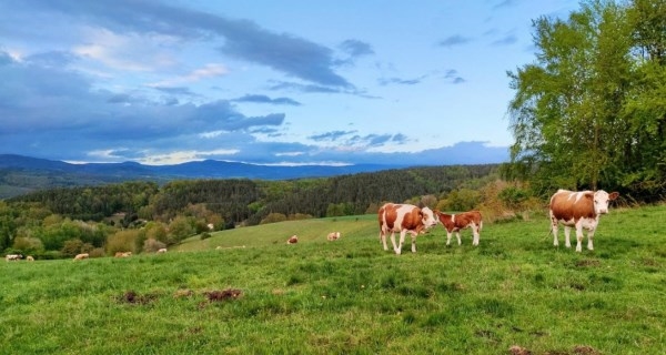 Aumentamos las ayudas para apoyar a los jóvenes agricultores y ganaderos