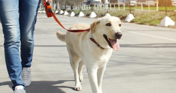 Aprobamos ayudas a las entidades protectoras de animales de compañía