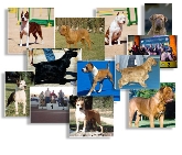 Sociedad Canina de Alicante