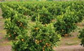 LA AGRICULTURA ALICANTINA EN LA ENCRUCIJADA