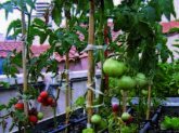 Huertos Urbanos y Experiencias de Cultivo Ecológico