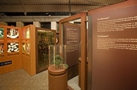EXPOSICIÓN "EL BOSQUE, MUCHO MAS QUE MADERA"