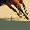 Concurso de Saltos Internacional de Toledo