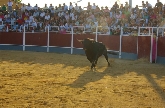 XI Certamen de Novilladas “Alfarero de Oro”