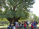 JORNADAS MICOLÓGICAS EN LA JARA TOLEDANA