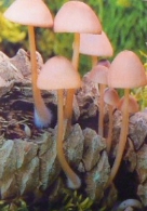 Exposición “Otoño caliente”