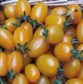 Taller de Conservas Vegetales