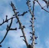 Congreso Hispanoamericano de Arboricultura