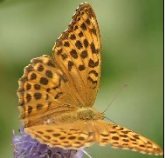 Curso "Las Mariposas en su entorno"