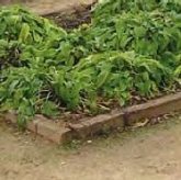 Visitas de fin de semana Vivero Educativo "Taxus"