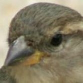 Día Internacional de las Aves: Exposición "Aves de la Provincia de Toledo"