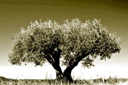 Visitants. Olea