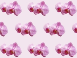Exposición `Orchid Mantis´ Macarena Lattes Valbuena
