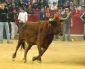 Suelta de vaquillas en las Fiestas de Villanueva de Duero Valladolid