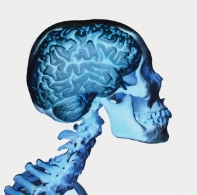 Taller de Neurociencia para Adultos