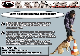 Curso de iniciación al adiestramiento canino con clicker