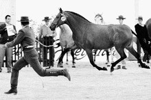 EQUINOVAL - Salón Internacional del Caballo - Equinoval