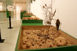 HUELLAS, RASTROS Y SEÑALES DE LA FAUNA SALVAJE DE CASTILLA Y LEÓN
