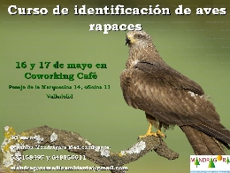 Curso identificación de Aves Rapaces