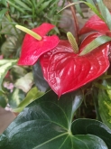 BIO FLORES - Floristería en Covaresa