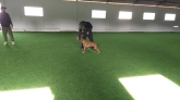 Adiestrador de perros Valladolid - CANUBER