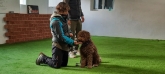 Adiestrador de perros Valladolid - CANUBER