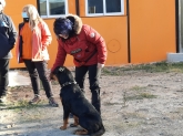 Adiestrador de perros Valladolid - CANUBER