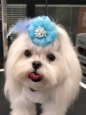 Peluquería canina en Valladolid "Parque Alameda" Zapppetshop