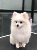 Peluquería canina en Valladolid "Parque Alameda" Zapppetshop