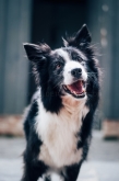 Peluquería canina en Valladolid "Parque Alameda" Zapppetshop