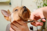 Peluquería canina en Valladolid "Parque Alameda" Zapppetshop