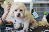 Peluquería canina en Valladolid "Parque Alameda" Zapppetshop