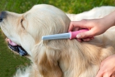 Peluquería canina en Valladolid "Parque Alameda" Zapppetshop