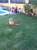 Hotel para perros en Valladolid Canuber