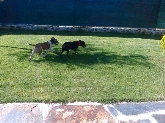 Hotel para perros en Valladolid Canuber