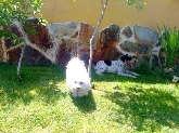 Hotel para perros en Valladolid Canuber