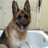 Hotel para perros en Valladolid Canuber