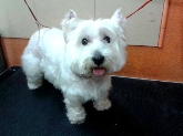 Hotel para perros en Valladolid Canuber