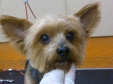 Hotel para perros en Valladolid Canuber